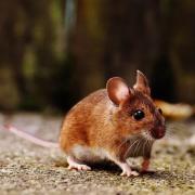 Прикмети та забобони: Миша завелася в будинку чи квартирі та інші прикмети про мишу