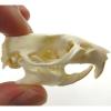 Анатомія щура: внутрішня будова органів та особливості скелета